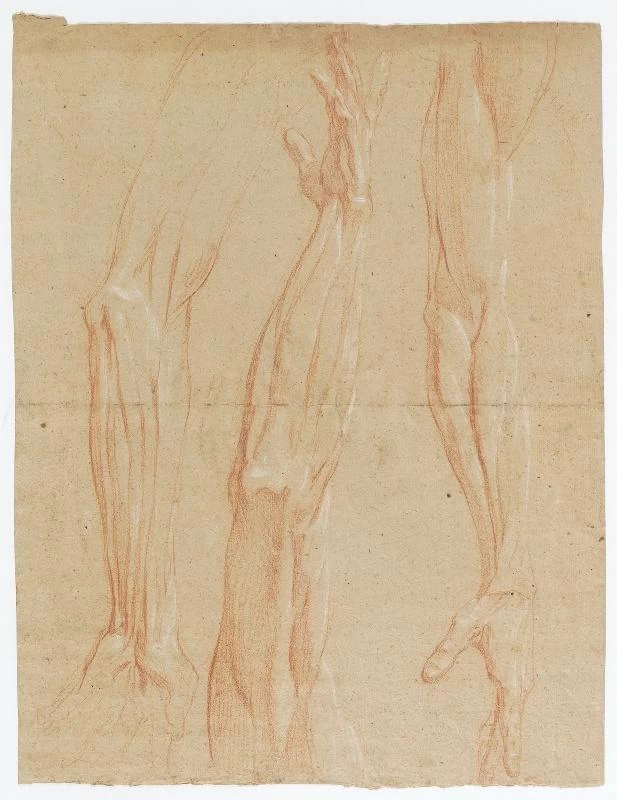Studio di anatomie - Arles ; musée Réattu